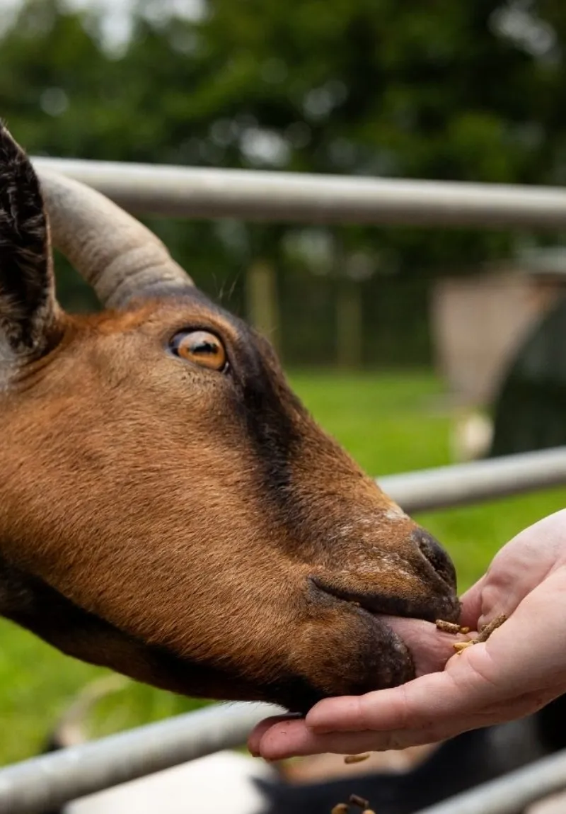 A close-up of a brown goat being fed by a human hand, focusing on the goat's face and blue eye as it gently takes food from the fingertips.