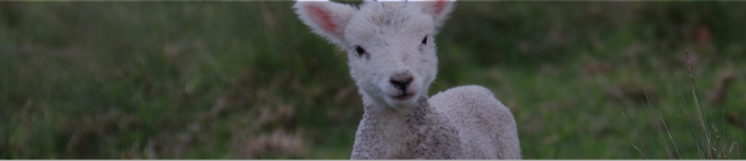 A close-up of a fluffy white lamb standing in a grassy field. The lamb is facing the camera with ears perked up and a curious expression. The background is blurred green foliage.